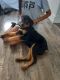 Rottweiler Puppies for sale in Fort Lauderdale, FL, USA. price: $900