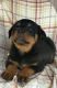 Rottweiler Puppies for sale in Richfield, PA 17086, USA. price: NA