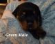 Rottweiler Puppies for sale in Marseilles, IL 61341, USA. price: $1,600
