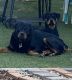 Rottweiler Puppies for sale in Lakeside, CA, USA. price: $500