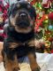 Rottweiler Puppies for sale in Chelsea, MA 02150, USA. price: $2,500