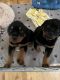 Rottweiler Puppies for sale in Garberville, CA, USA. price: NA