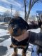 Rottweiler Puppies for sale in Garwin, IA 50632, USA. price: NA