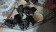 Rottweiler Puppies for sale in South Bend, IN 46628, USA. price: $500