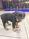 Rottweiler Puppies for sale in Hialeah, FL, USA. price: $1,750