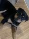 Rottweiler Puppies for sale in Burnet, TX 78611, USA. price: NA