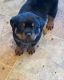Rottweiler Puppies for sale in Cassville, MO 65625, USA. price: $900
