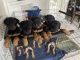 Rottweiler Puppies for sale in North Hills, CA 91343, USA. price: NA