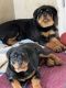 Rottweiler Puppies for sale in Garwin, IA 50632, USA. price: $800