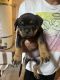 Rottweiler Puppies for sale in Galt, CA 95632, USA. price: $700
