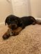 Rottweiler Puppies for sale in Westland, MI, USA. price: $950