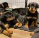 Rottweiler Puppies for sale in New York, NY, USA. price: $500