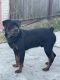 Rottweiler Puppies for sale in Houston, TX, USA. price: $1,300