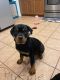 Rottweiler Puppies for sale in Griffin, GA, USA. price: NA