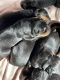 Rottweiler Puppies for sale in Little River, SC 29566, USA. price: $1,000