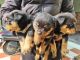 Rottweiler Puppies for sale in Mahilpur, Punjab, India. price: 25000 INR