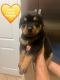 Rottweiler Puppies for sale in 920 Cheshire Dr, Cantonment, FL 32533, USA. price: NA