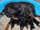 Rottweiler Puppies for sale in Kennewick, WA, USA. price: $2,000