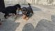 Rottweiler Puppies for sale in 635109, Dinnur Bus Stop Rd, Navadhi, Hosur, Tamil Nadu 635109, India. price: 10000 INR