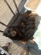 Rottweiler Puppies for sale in Albany, OR, USA. price: NA