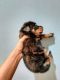 Rottweiler Puppies for sale in Kalaikunda, Kharagpur, West Bengal, India. price: 15000 INR