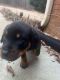 Rottweiler Puppies for sale in Lovejoy, GA, USA. price: NA