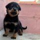 Rottweiler Puppies for sale in Tiruchirappalli, Tamil Nadu, India. price: 18000 INR