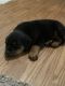 Rottweiler Puppies for sale in Snellville, GA, USA. price: NA