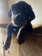 Rottweiler Puppies for sale in Hillsville, PA 16116, USA. price: NA