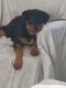 Rottweiler Puppies for sale in Fort Lauderdale, FL, USA. price: $1,000