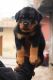 Rottweiler Puppies for sale in New Delhi, Delhi, India. price: 20,000 INR