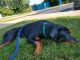 Rottweiler Puppies for sale in Oxford, OH 45056, USA. price: $2,500