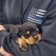 Rottweiler Puppies for sale in 195 Shady Ln, Monterey, TN 38574, USA. price: $1,300