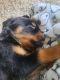 Rottweiler Puppies for sale in Nashville, NC 27856, USA. price: $2,500