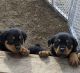 Rottweiler Puppies for sale in Julian, CA 92036, USA. price: $1,000