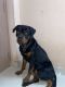 Rottweiler Puppies for sale in Perambur, Chennai, Tamil Nadu, India. price: 30000 INR