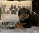 Rottweiler Puppies for sale in Clarks Mills, PA 16114, USA. price: $1,250
