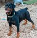 Rottweiler Puppies for sale in Chino Valley, AZ, USA. price: $2,300