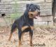 Rottweiler Puppies for sale in Tallassee, AL 36078, USA. price: $800