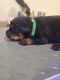 Rottweiler Puppies for sale in Eustis, FL, USA. price: $2,000
