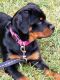 Rottweiler Puppies for sale in Bossier City, LA 71111, USA. price: $1,000
