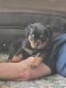 Rottweiler Puppies for sale in Eustis, FL, USA. price: $2,500