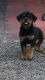 Rottweiler Puppies for sale in Monippally, Kerala 686636, India. price: 19000 INR