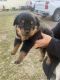 Rottweiler Puppies for sale in Lavaca, AR 72941, USA. price: $50,000