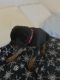 Rottweiler Puppies for sale in The Dalles, OR 97058, USA. price: NA
