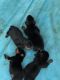 Rottweiler Puppies for sale in Middletown, NY 10940, USA. price: $2,500