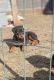 Rottweiler Puppies for sale in Wynona, OK 74084, USA. price: NA