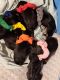 Rottweiler Puppies for sale in Spokane, WA, USA. price: $3,500