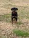 Rottweiler Puppies for sale in Smyrna, TN, USA. price: $1,500