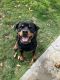 Rottweiler Puppies for sale in Bakersfield, CA, USA. price: $1,000